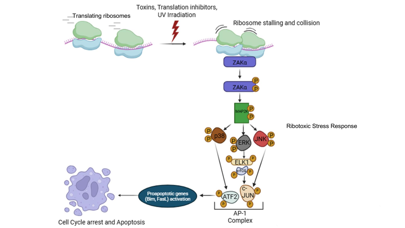 Role of Ribotoxic stress Response Mediated adaptive Mechanism in Cancer Survival during Therapy